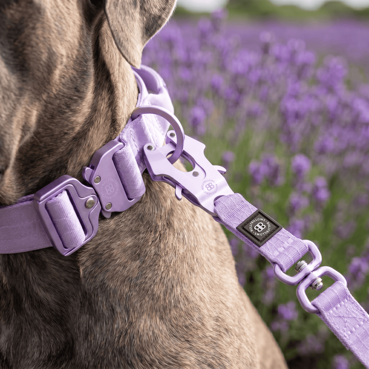 MOXEN 漠尋 犬用項圈情境照-4cm LIGHTER COLLAR|輕量項圈-薰衣草#顏色_薰衣草