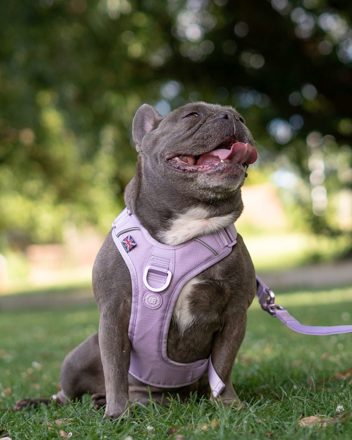 MOXEN 漠尋 犬用胸背情境照-Hurricane Harness|颶風胸背-薰衣草#顏色_薰衣草