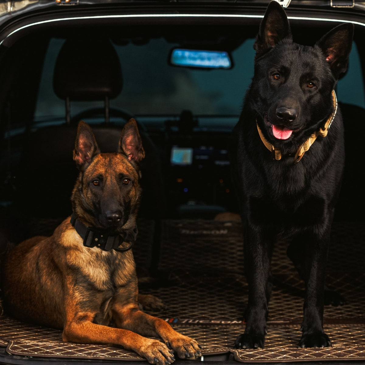 COLLAR | 項圈系統