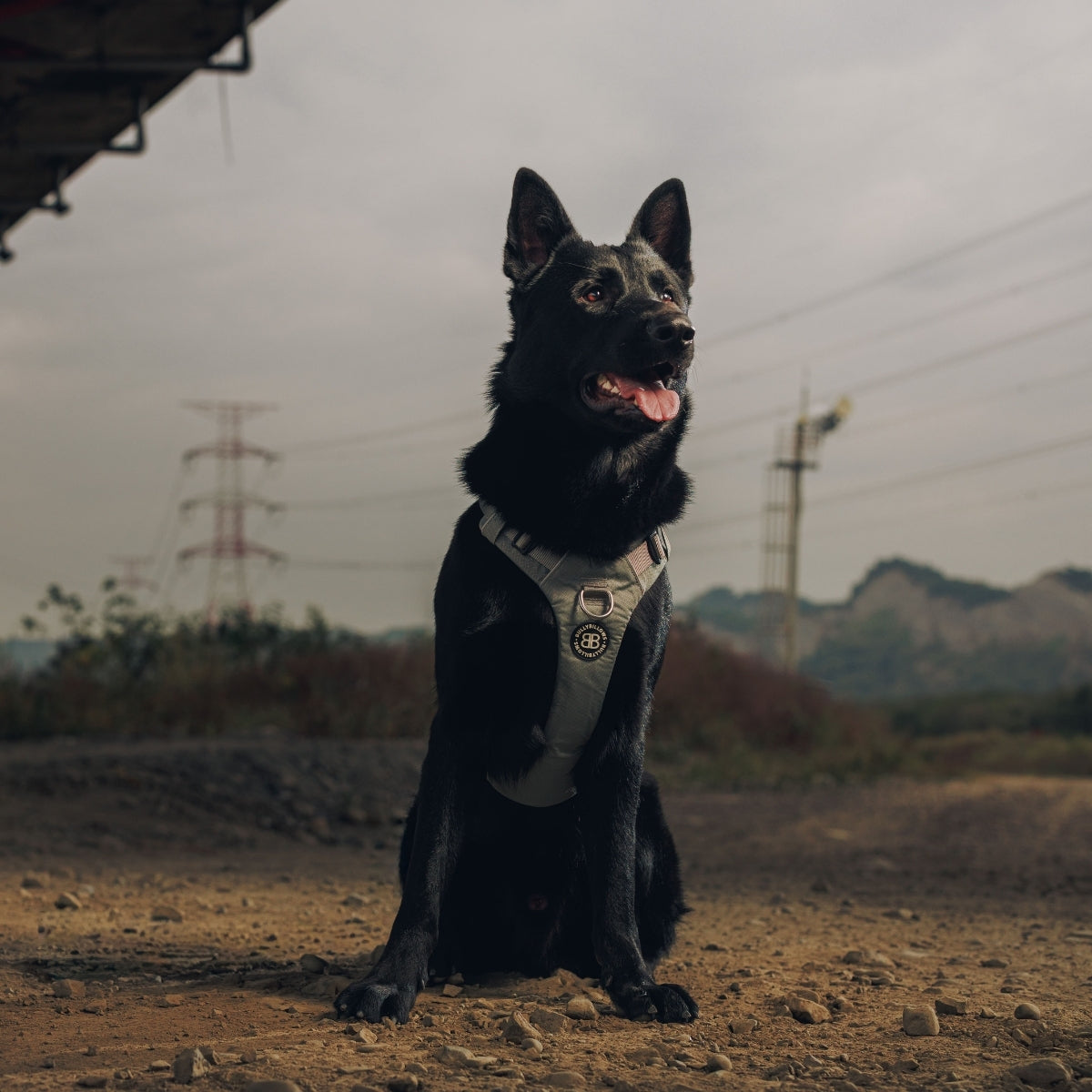 HARNESS | 胸背系統