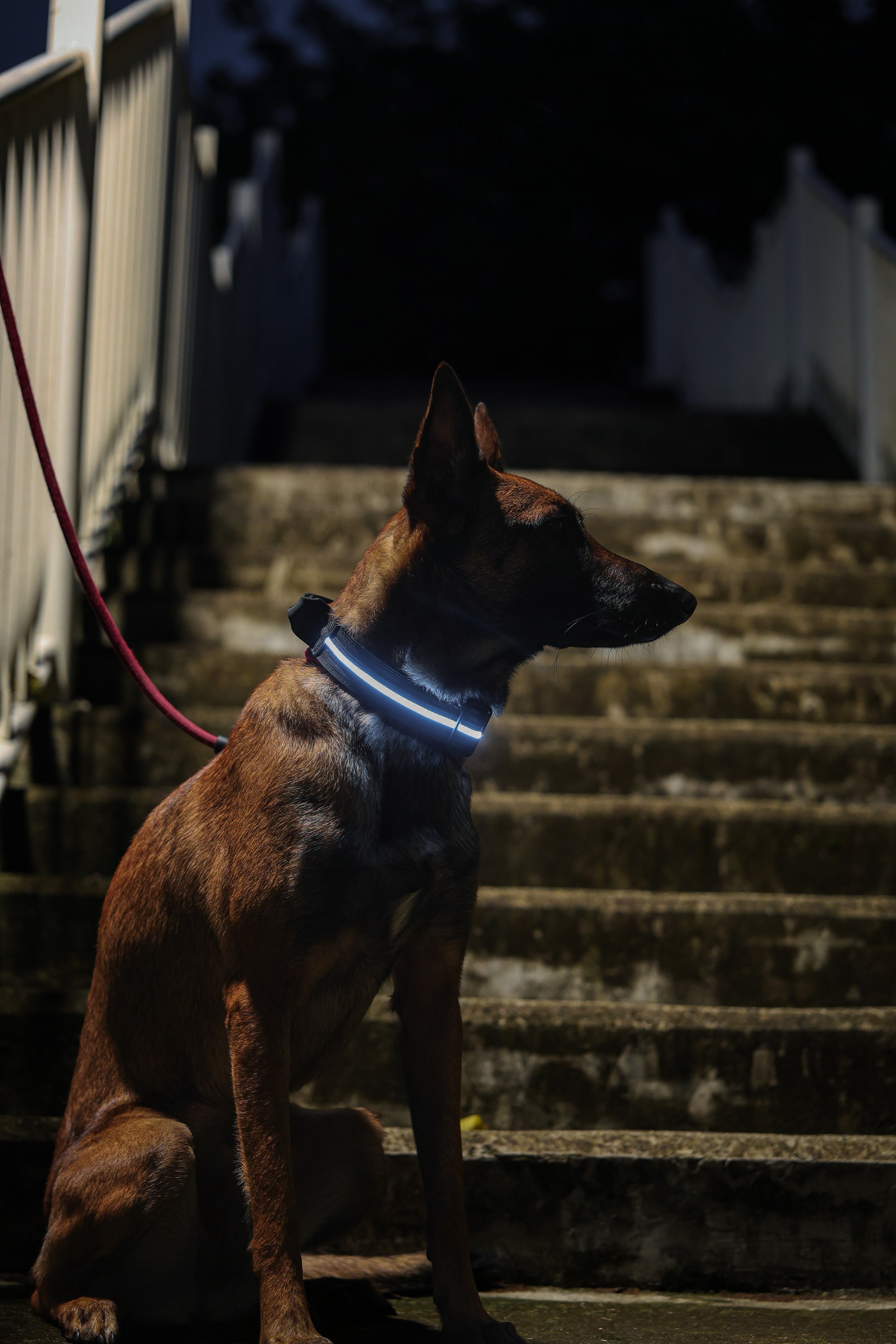 4cm LED COLLAR｜光環項圈－黑