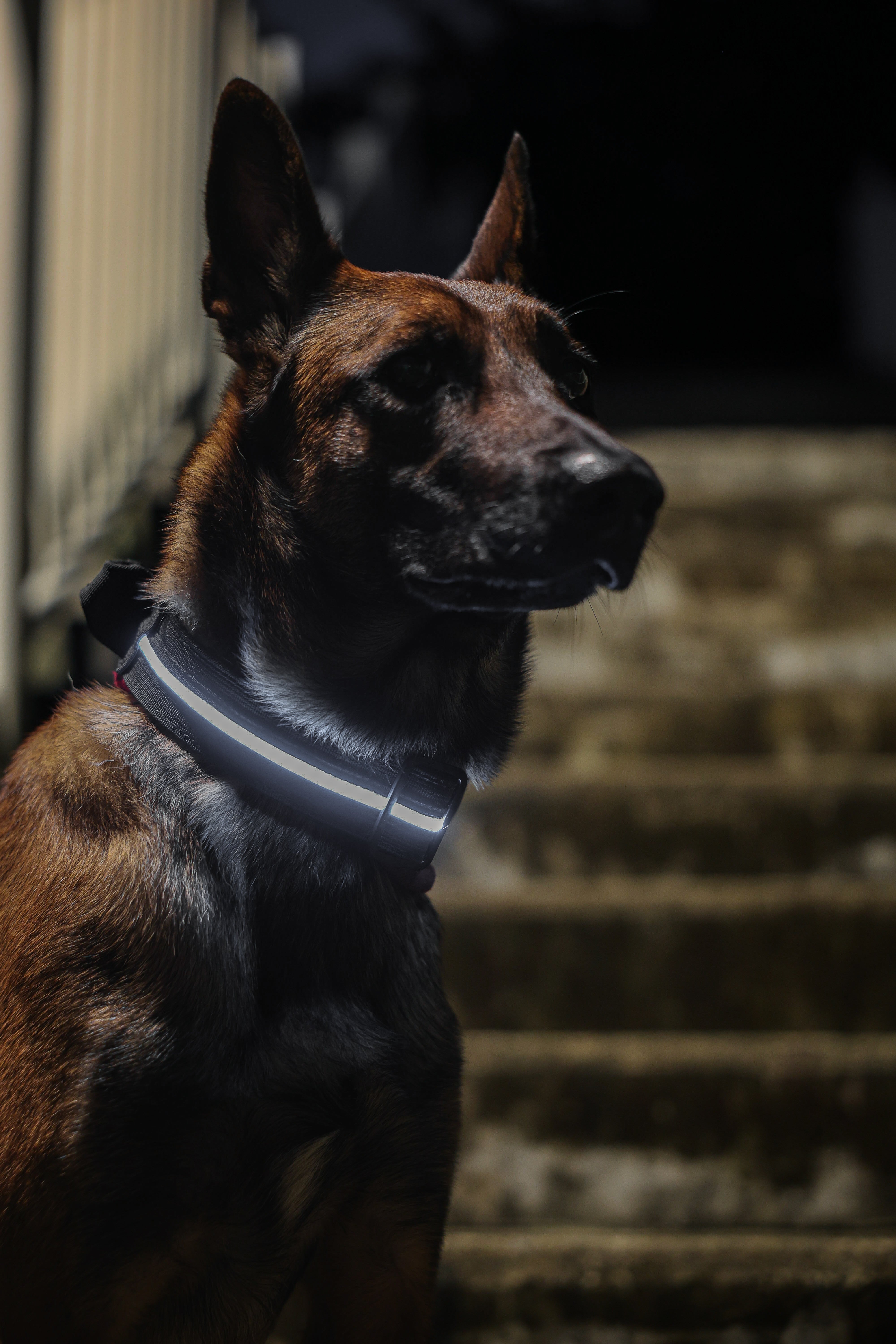 4cm LED COLLAR｜光環項圈－黑