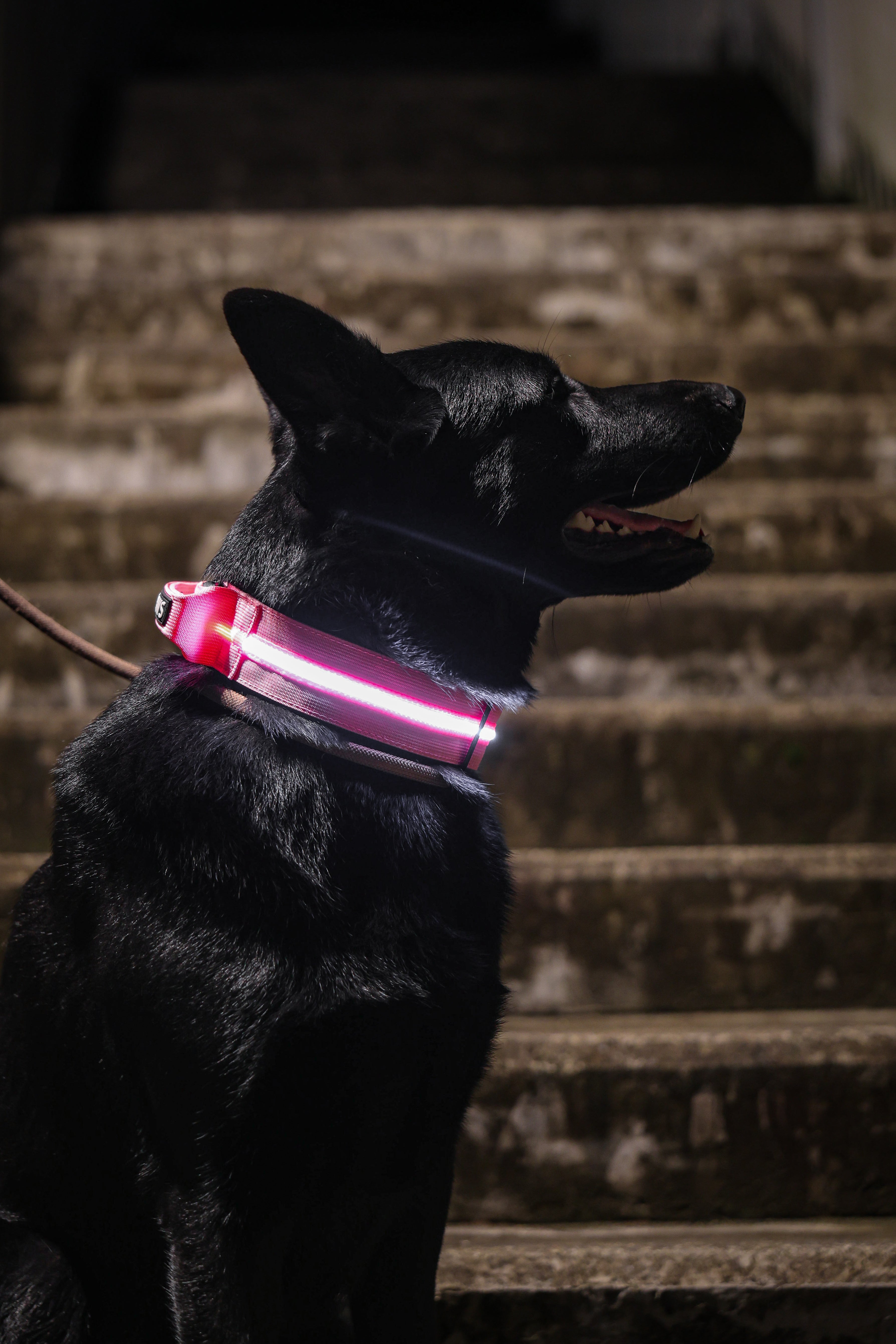 2.5cm LED COLLAR｜光環項圈－粉