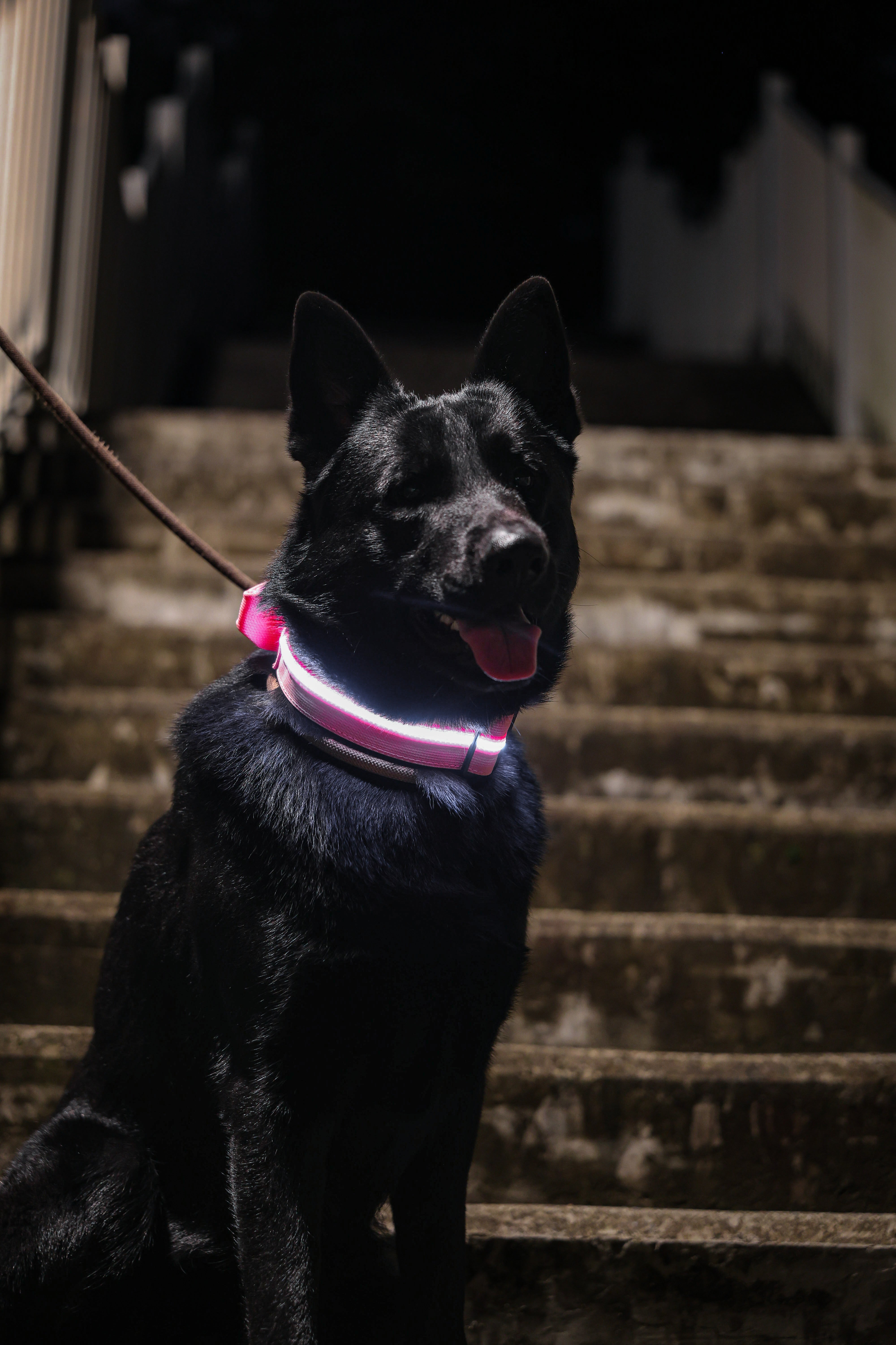 2.5cm LED COLLAR｜光環項圈－粉