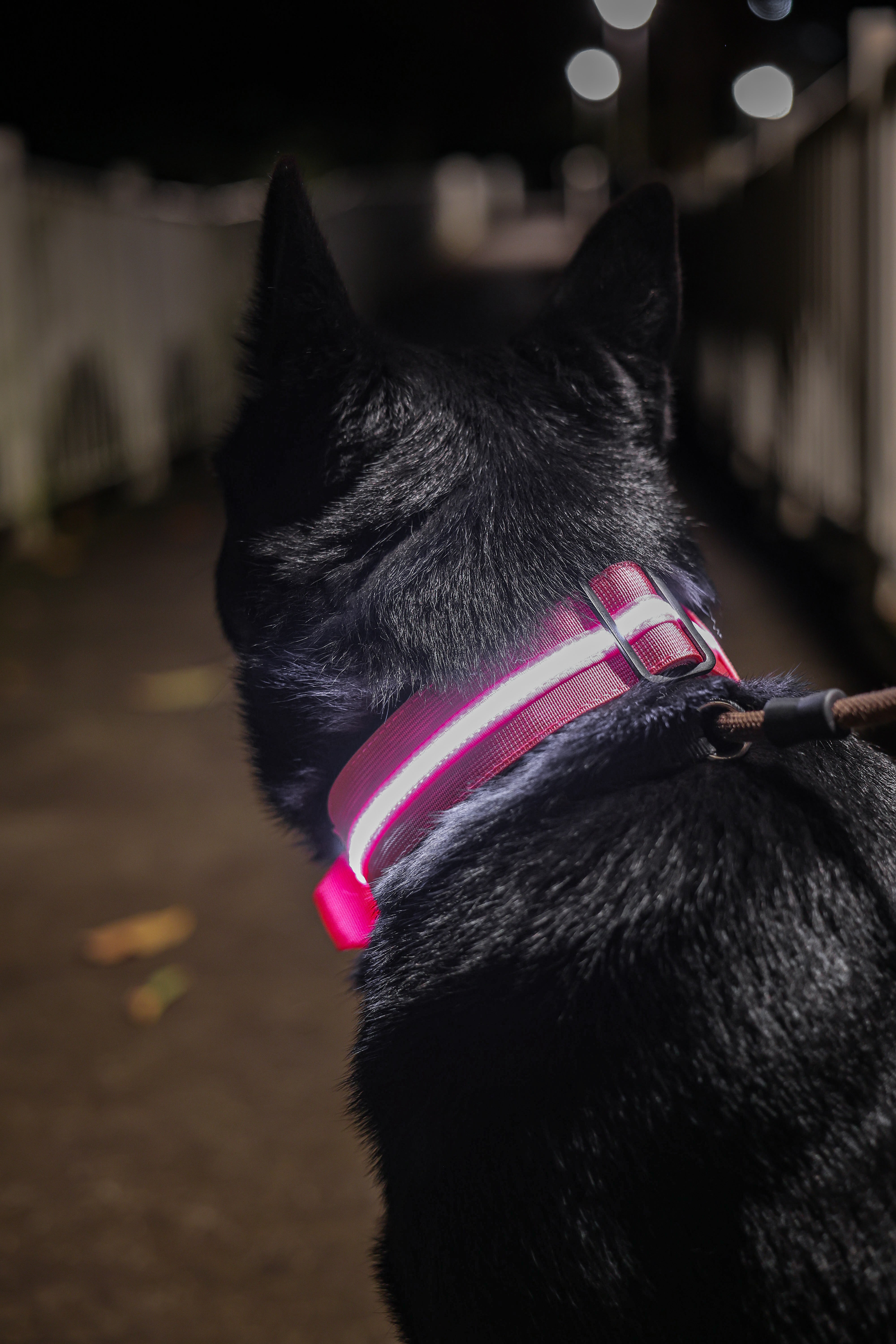 2.5cm LED COLLAR｜光環項圈－粉
