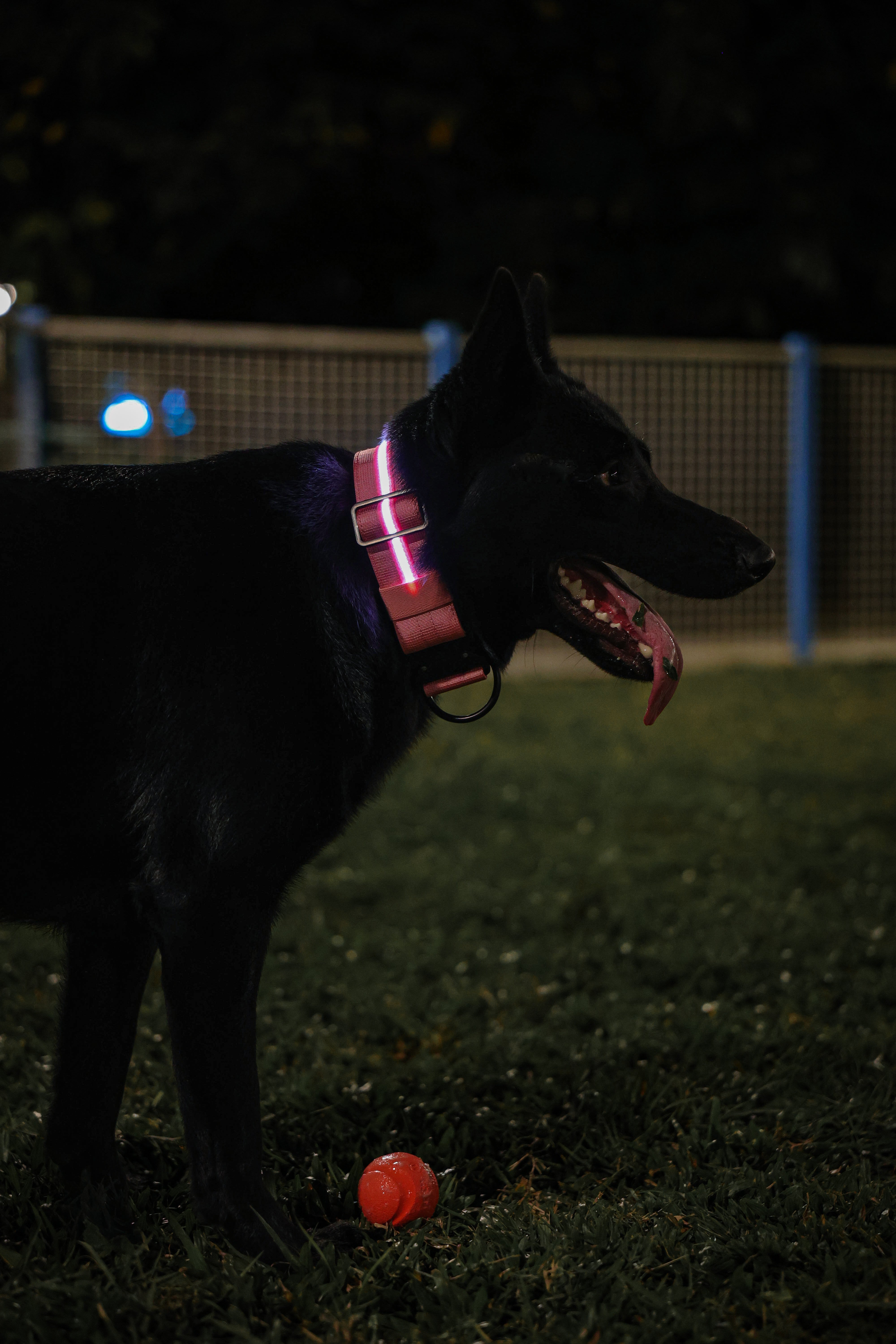 2.5cm LED COLLAR｜光環項圈－粉