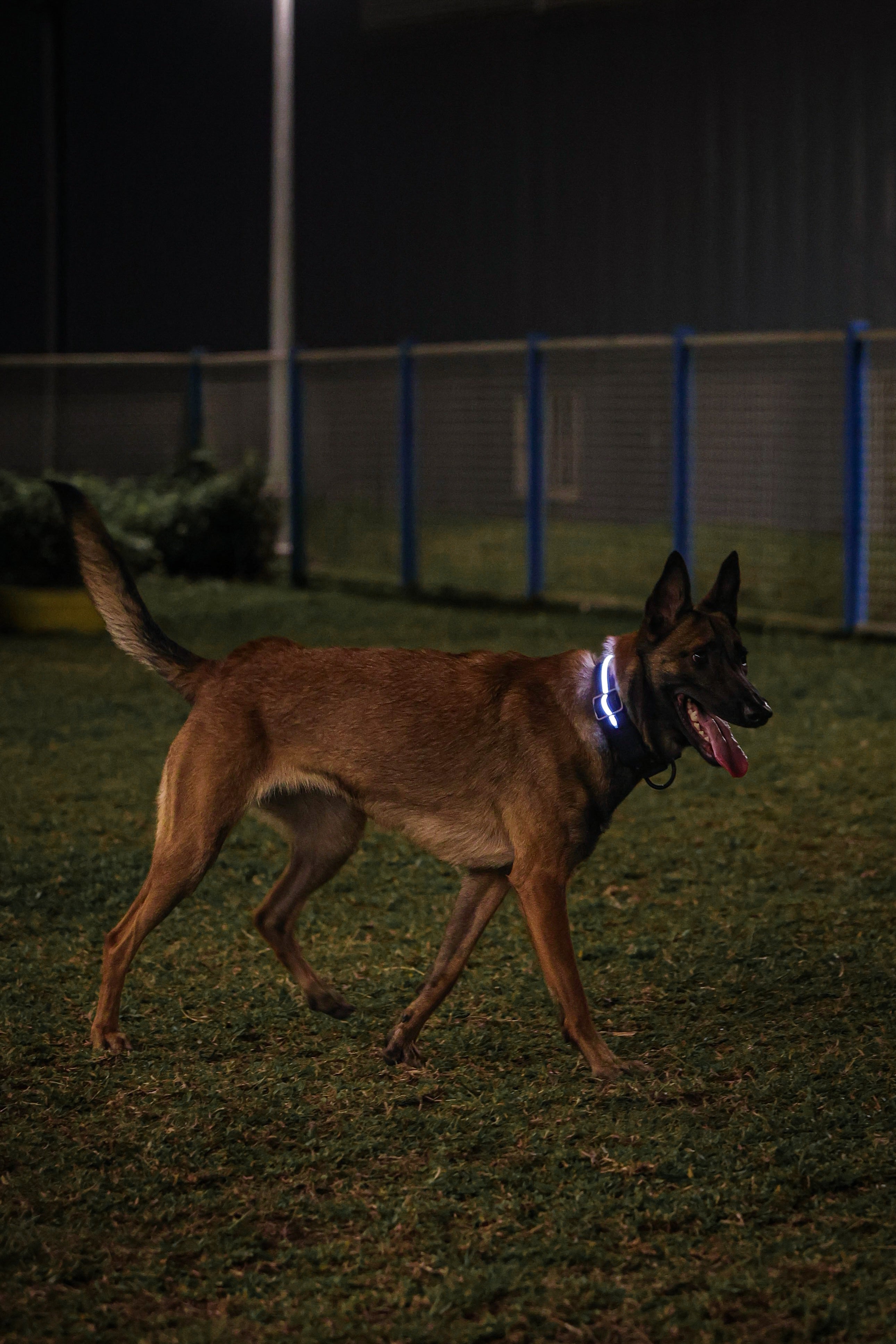 4cm LED COLLAR｜光環項圈－黑