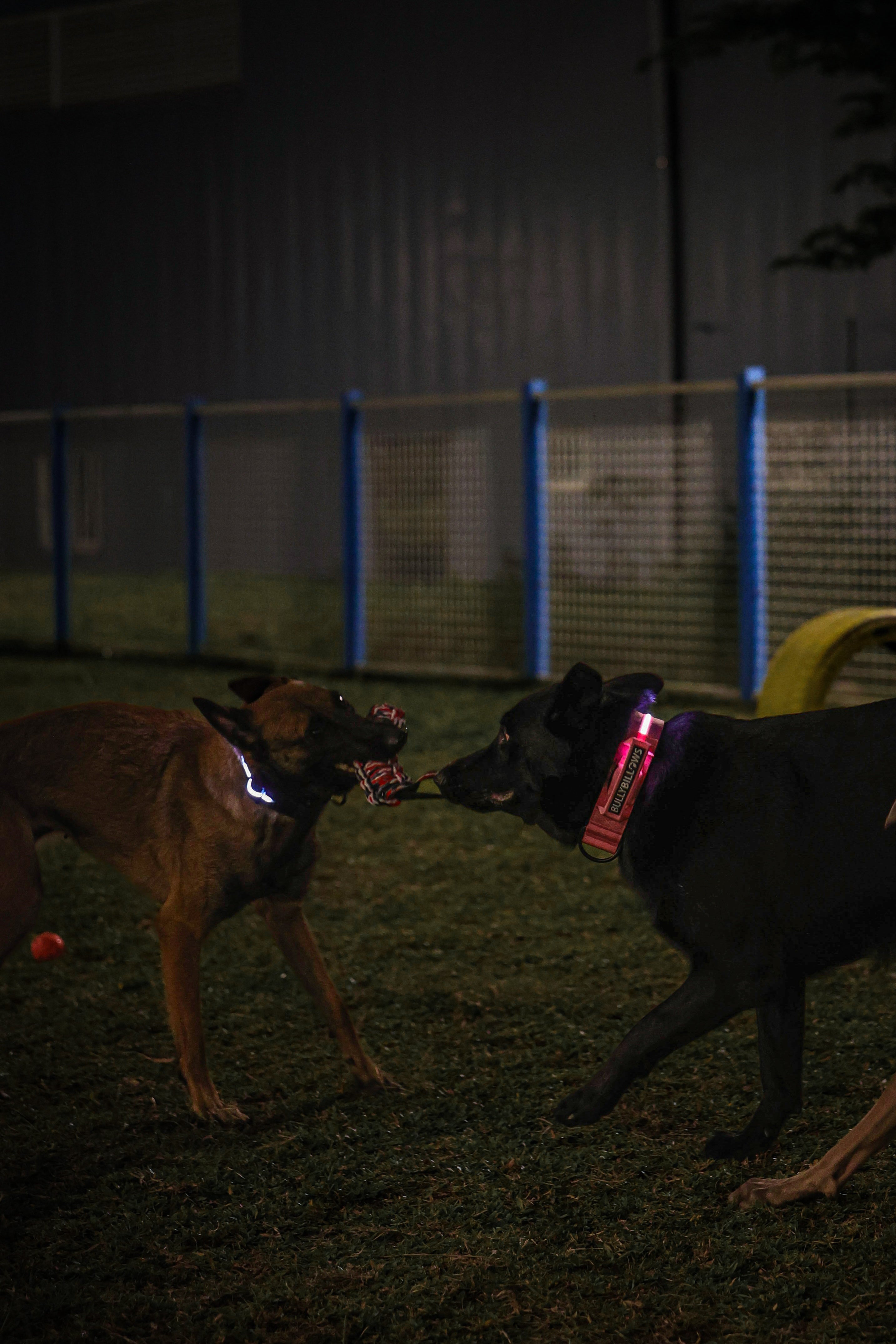 4cm LED COLLAR｜光環項圈－黑