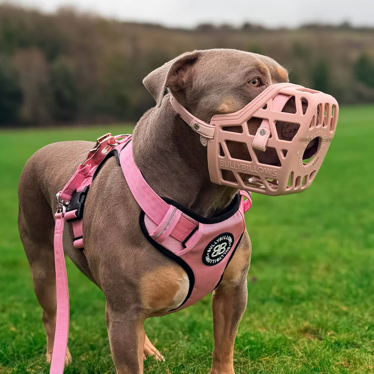 Premium Muzzles V2｜防護口罩－粉